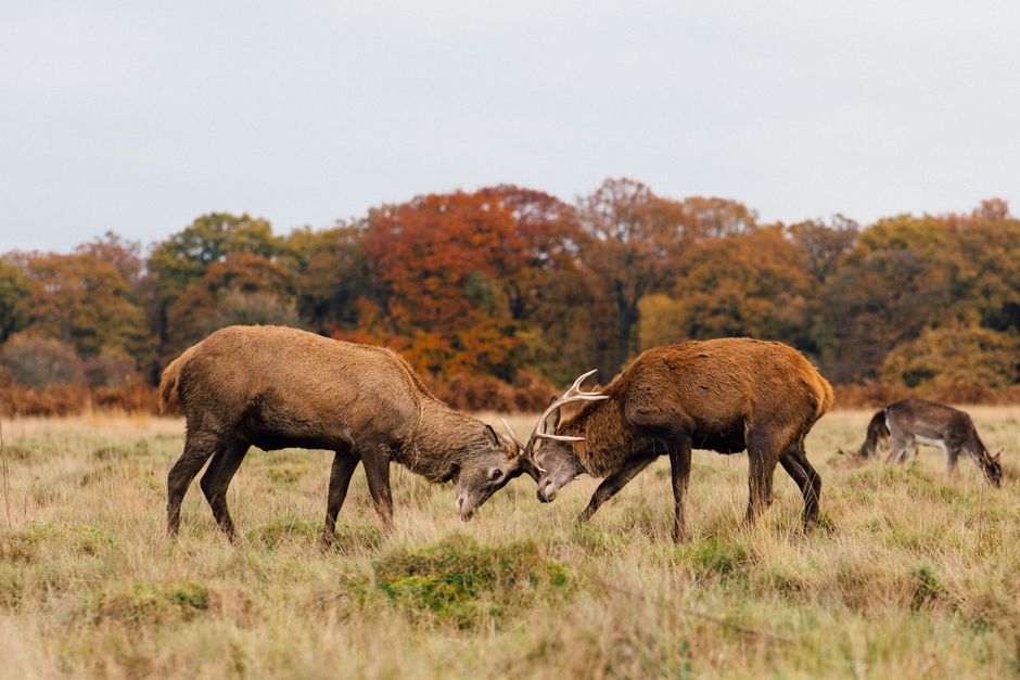 Two reindeer with brown and beige fur engage in a head-to-head clash on a grassy field, their antlers intertwined. In the background, additional reindeer graze near autumnal trees with orange, yellow,
