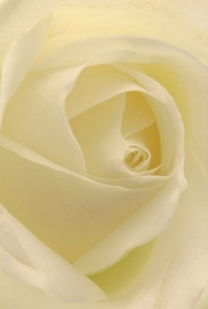 Seen from up close, this classic white rose, arranged by Richmond upon Thames Florist, mesmerizes with its softly layered petals and the interplay of light and shade within every fold. Tones of white and subtle cream meld seamlessly, a reflection of gentle afternoon sunlight streaming through local windows overlooking the Thames. The delicate luminosity gives the impression that the flower almost glows from within, embodying tranquility and effortless sophistication. As a seasoned Richmond florist, I know this bloom's versatility-it is perfect for romantic confessions, heartfelt apologies, or as an elegant centrepiece for weddings celebrated near Richmond Hill. The spiral at its core suggests unblemished purity and resilient beauty, while slight variations in hue and gentle shadows bring out its natural allure. Its fragrance, though subtle, resonates with clarity and serenity, making this rose a fitting expression of any emotion you wish to share, delivered fresh to homes throughout Kew, Ham, and St Margarets.